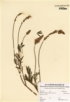 藏品(驢食草)的圖片